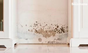 Lee más sobre el artículo Tipos de moho en paredes