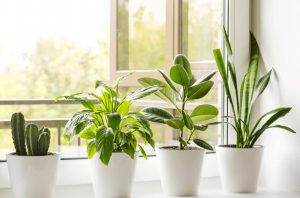 Lee más sobre el artículo 11 plantas que absorben la humedad del hogar